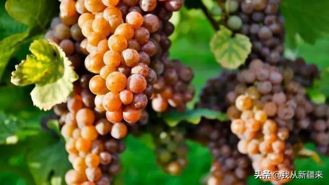 *疆新**葡萄的自我修养