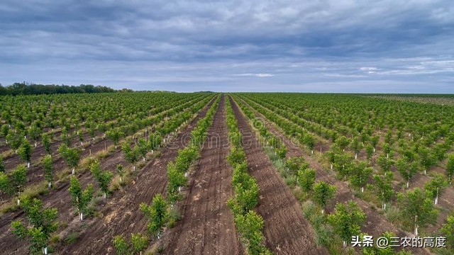 核桃的病虫害防治打什么药,核桃病虫害怎么防治