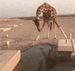 站着睡觉的动物有长颈鹿么,长颈鹿如何踢爆狮子