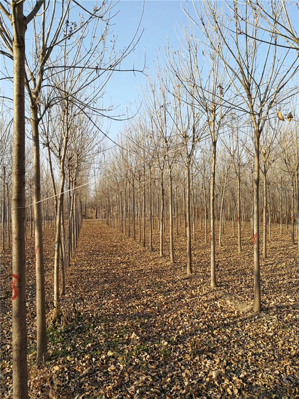 速生白蜡树多少钱,速生白蜡苗木多少钱一棵