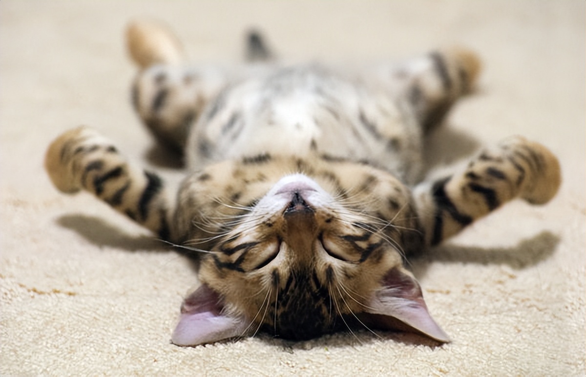 喝帮助睡眠的中药应该忌口什么,什么中药泡水喝能提高睡眠质量