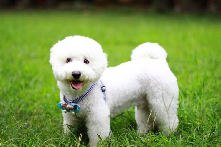 比熊出门就会“吃草”？可能在自救，宠主别傻傻不懂