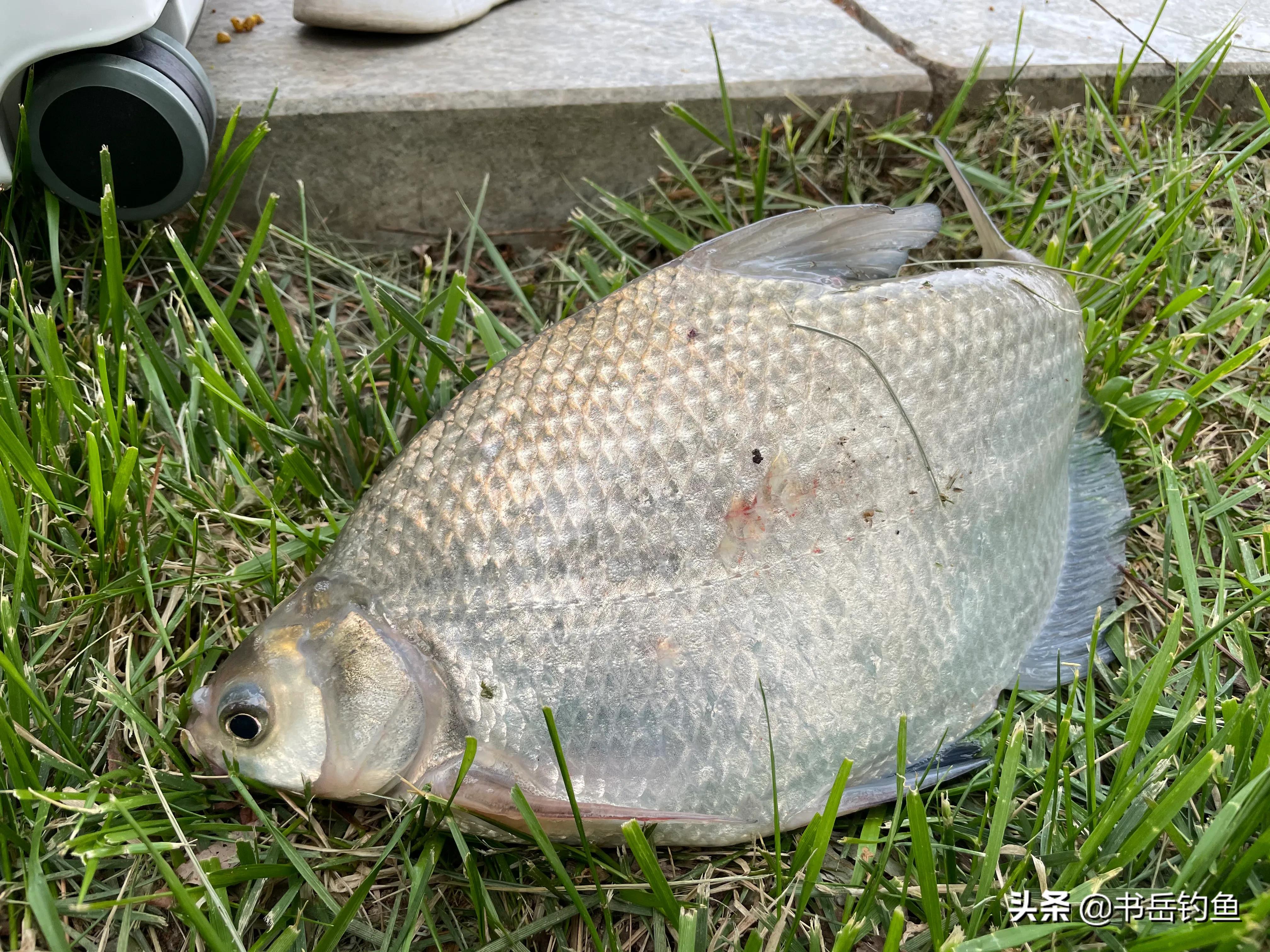 野钓的时候不讲究钓灵,野钓没有口的情况下用什么小药