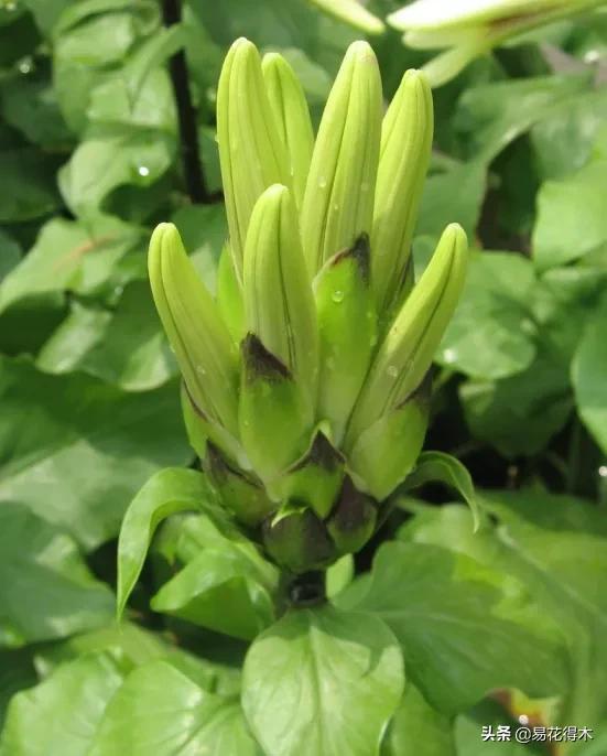 不可思议！高达两米壮观美丽的“百合王子”——大百合