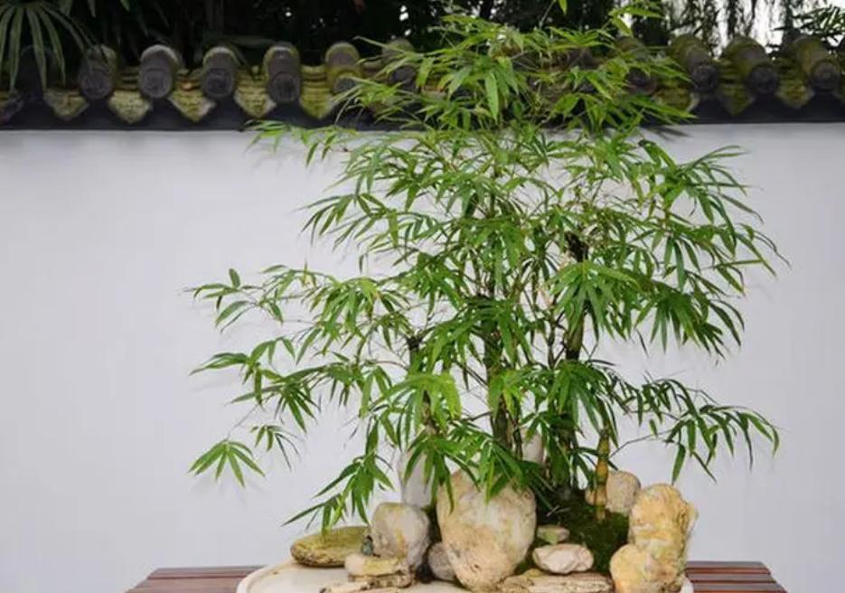 罗汉竹叶子黄了怎么补救,罗汉竹叶子干枯发黄怎么办