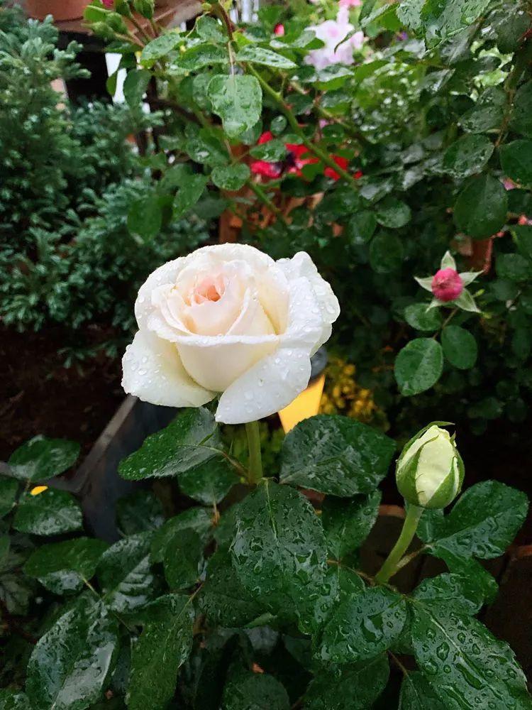 两家共用一个平台怎么解决,两家共用一堵墙发生矛盾怎么处理