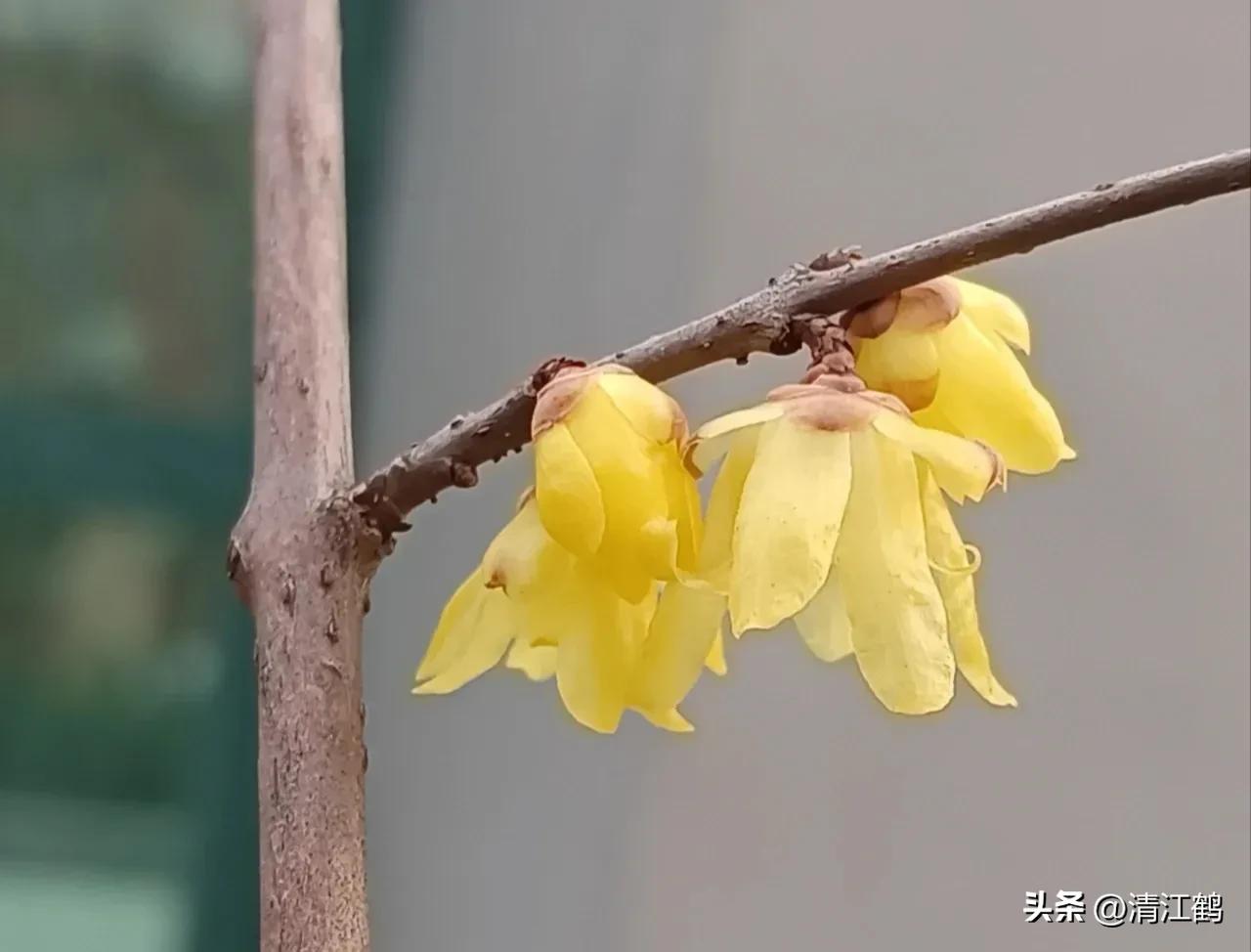 蜡梅夏季管理,秋季腊梅管理