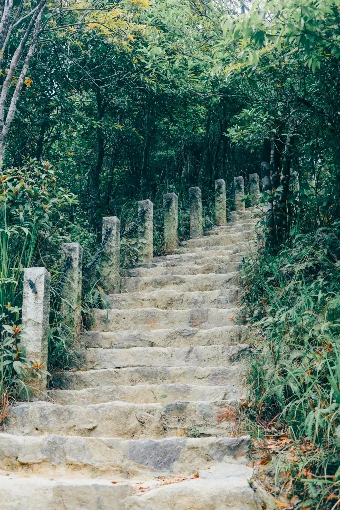 周末来深圳这10个地方免费玩,深圳周末去哪玩免费的地方