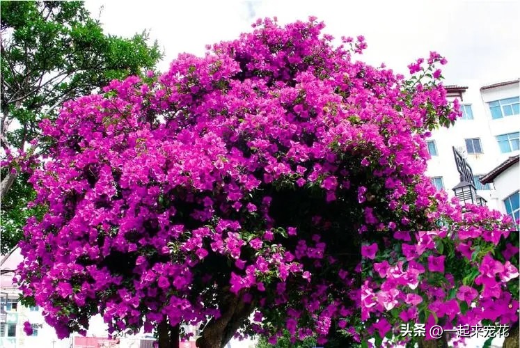 最适合新手养的4种花漂亮极了,1月份最好养好看的5种花