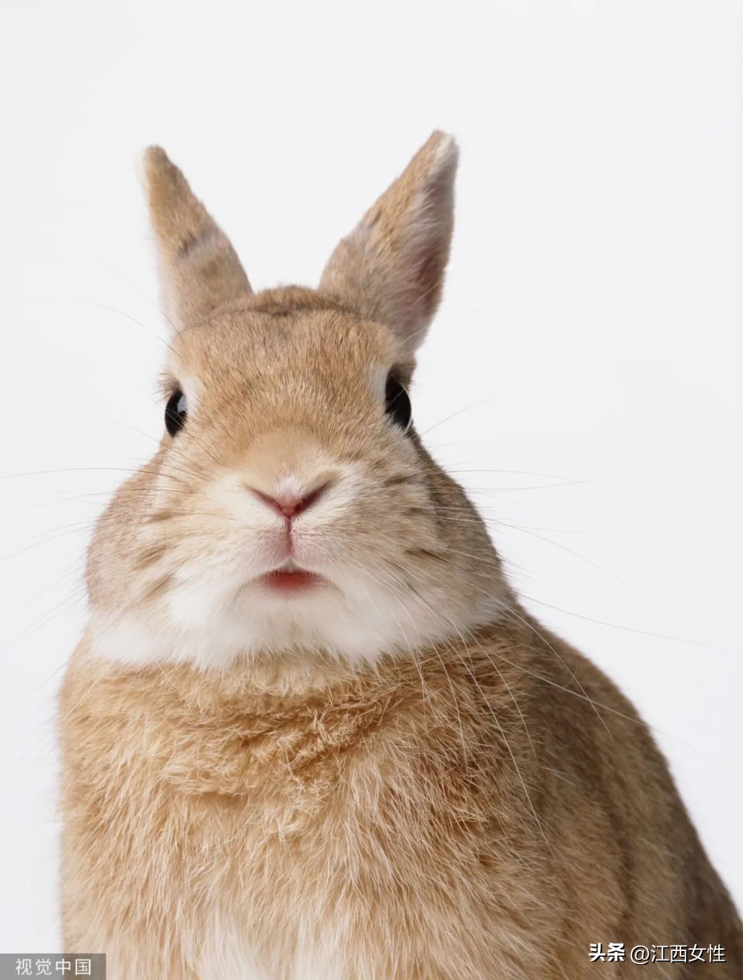 原来，你是这样的兔兔！