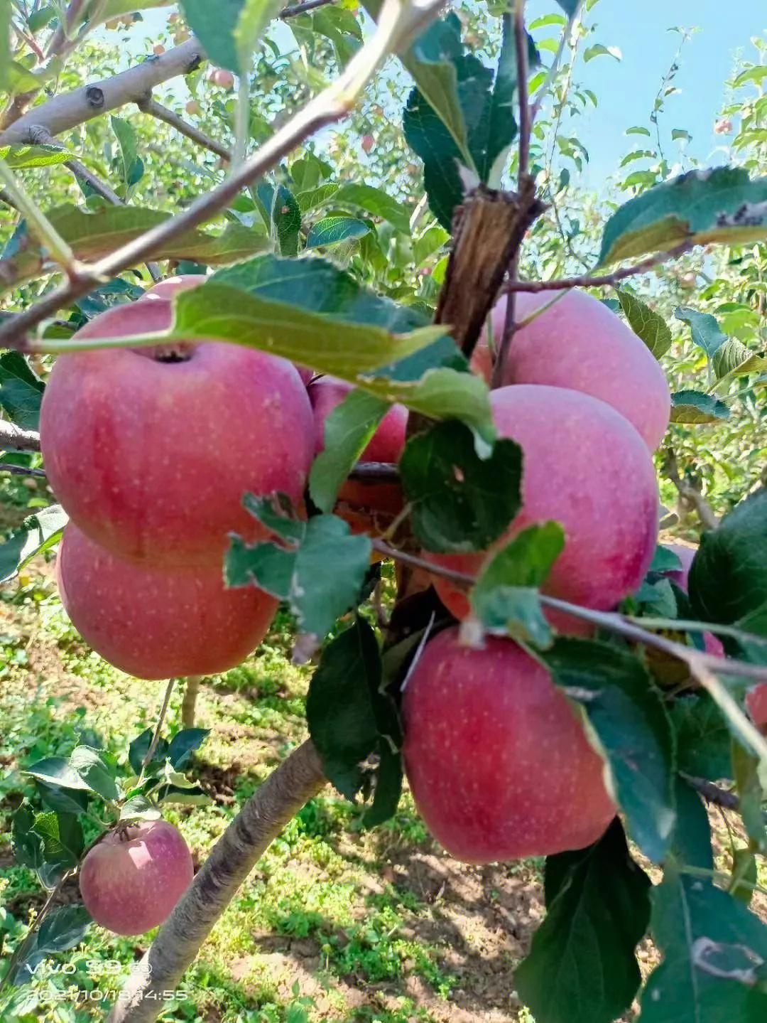 中国最好吃的六大苹果排名,全国最好吃的苹果产自哪里