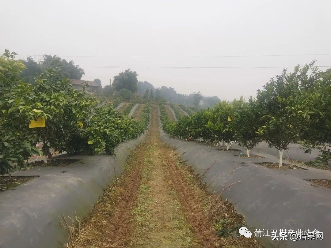 阳光一号柑橘裂果,阳光一号如何防治裂果