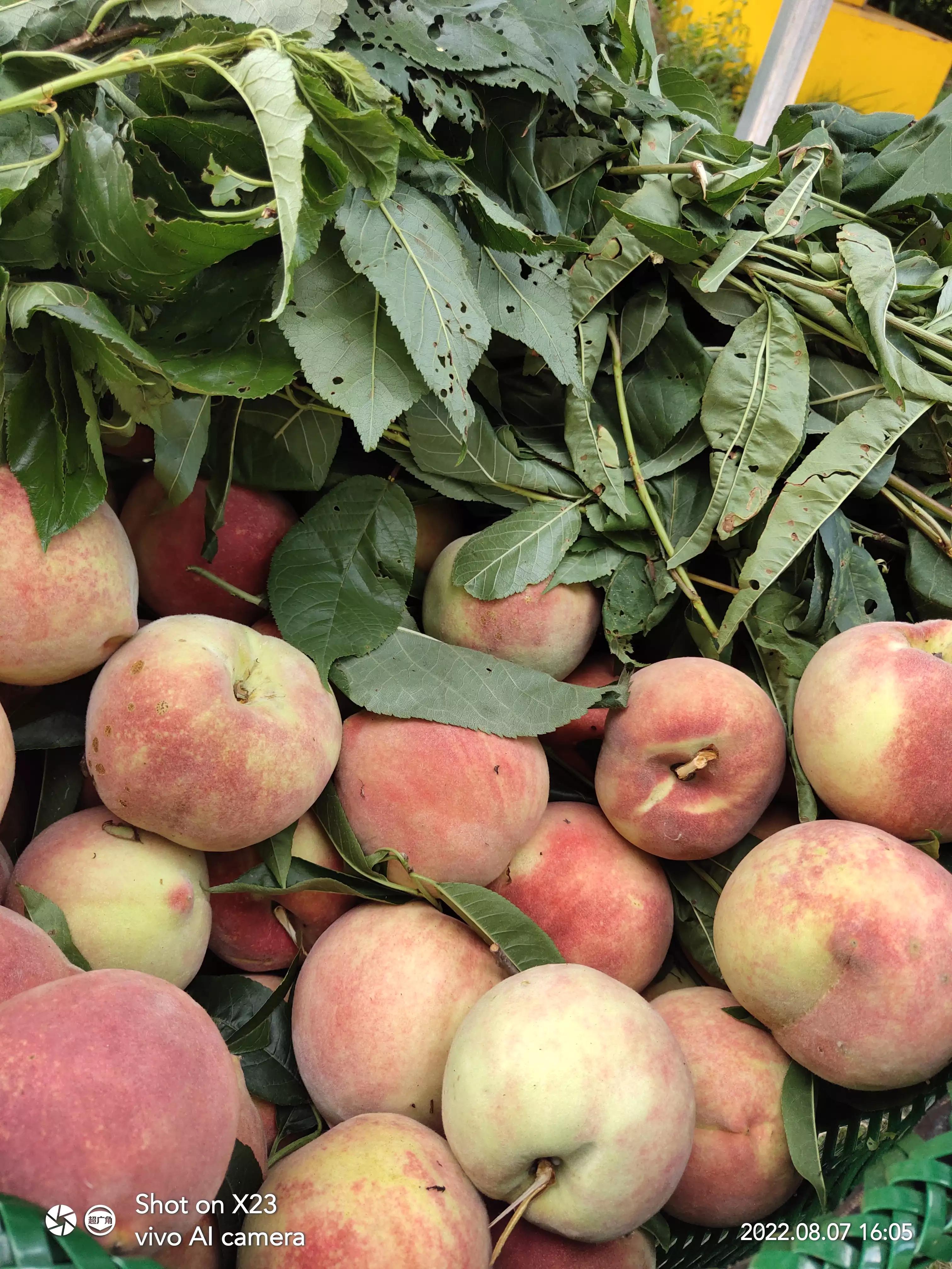 夏秋交接的时间段，景色依然灿烂