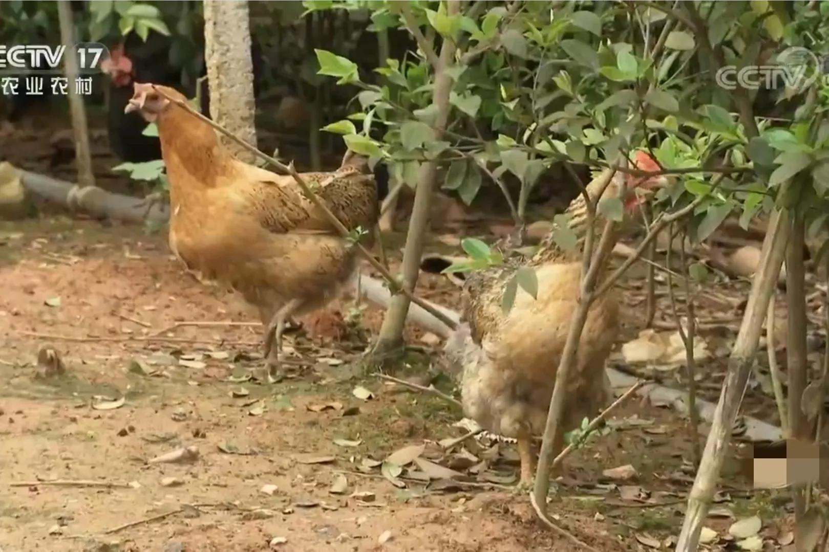 湖南种油茶致富,湖南90后小伙回乡种油茶