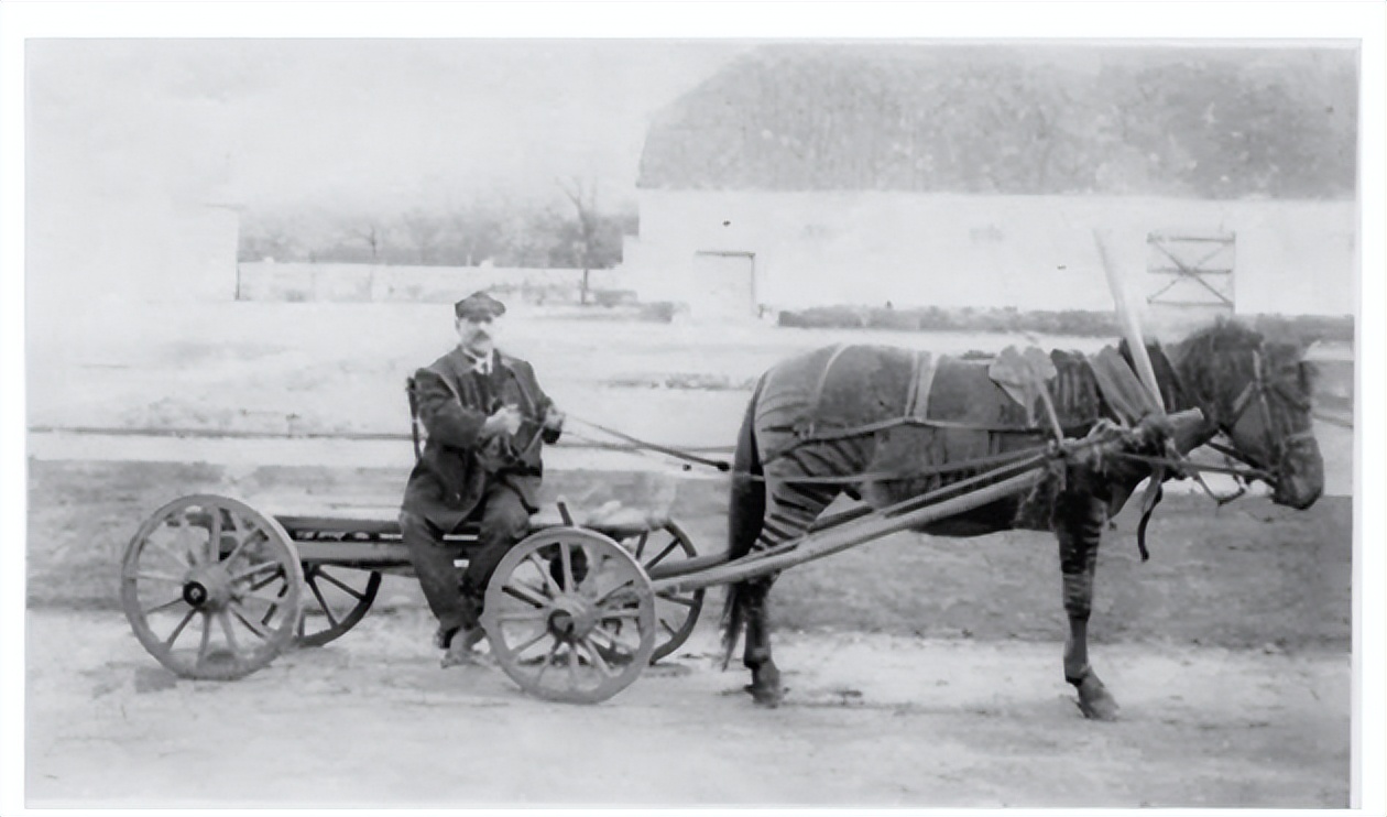 老虎狮子为什么可以杂交,为什么狮子和老虎能杂交