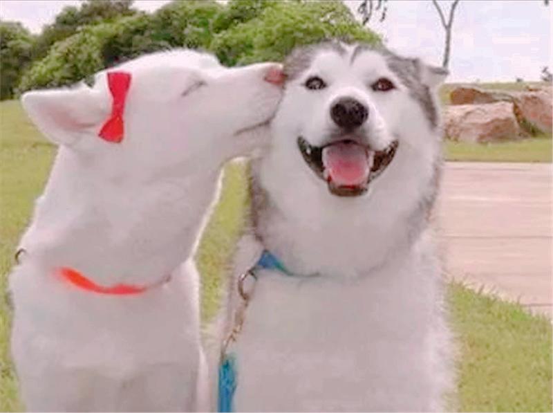 宠物发情怎么治,怎么避免宠物发情的方法