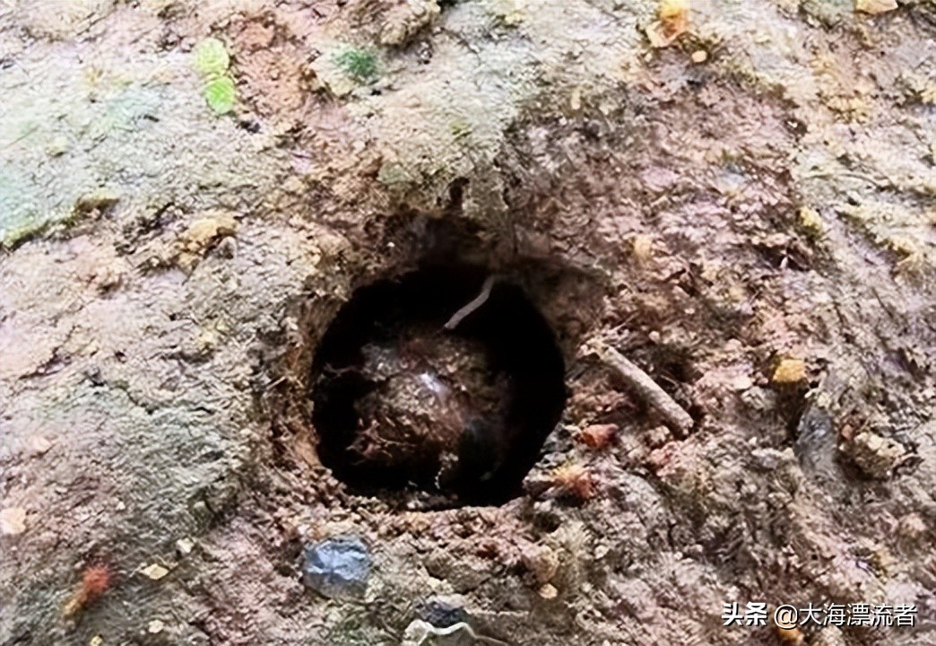 童年的记忆抓知了,体验儿时抓知了