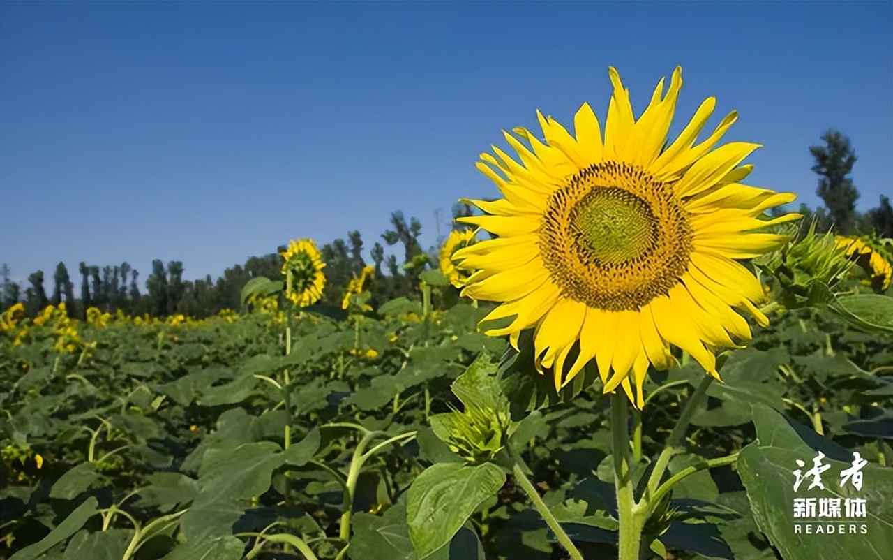 看到永辉超市“翻车”这一幕，我终于读懂了任正非的那句“活下去”