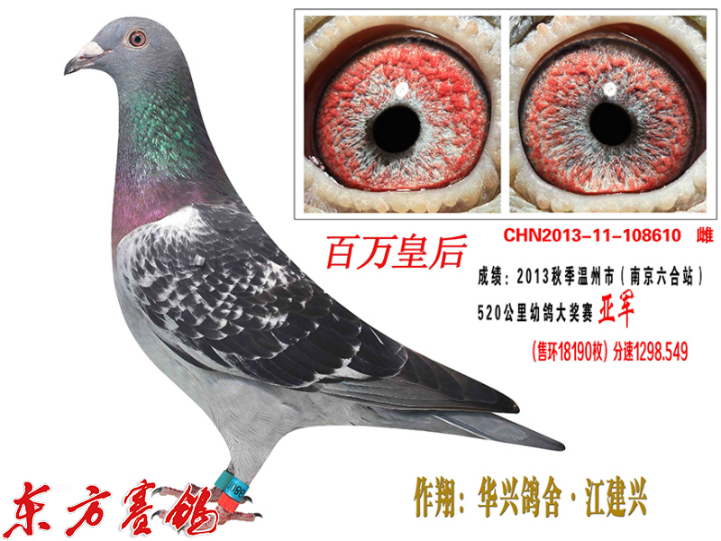 华兴鸽舍江建兴顶级种鸽,华兴鸽舍江建兴的鸽子价格