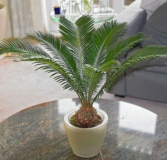 卧室养什么花最好最养人,客厅养什么花最好养最旺财