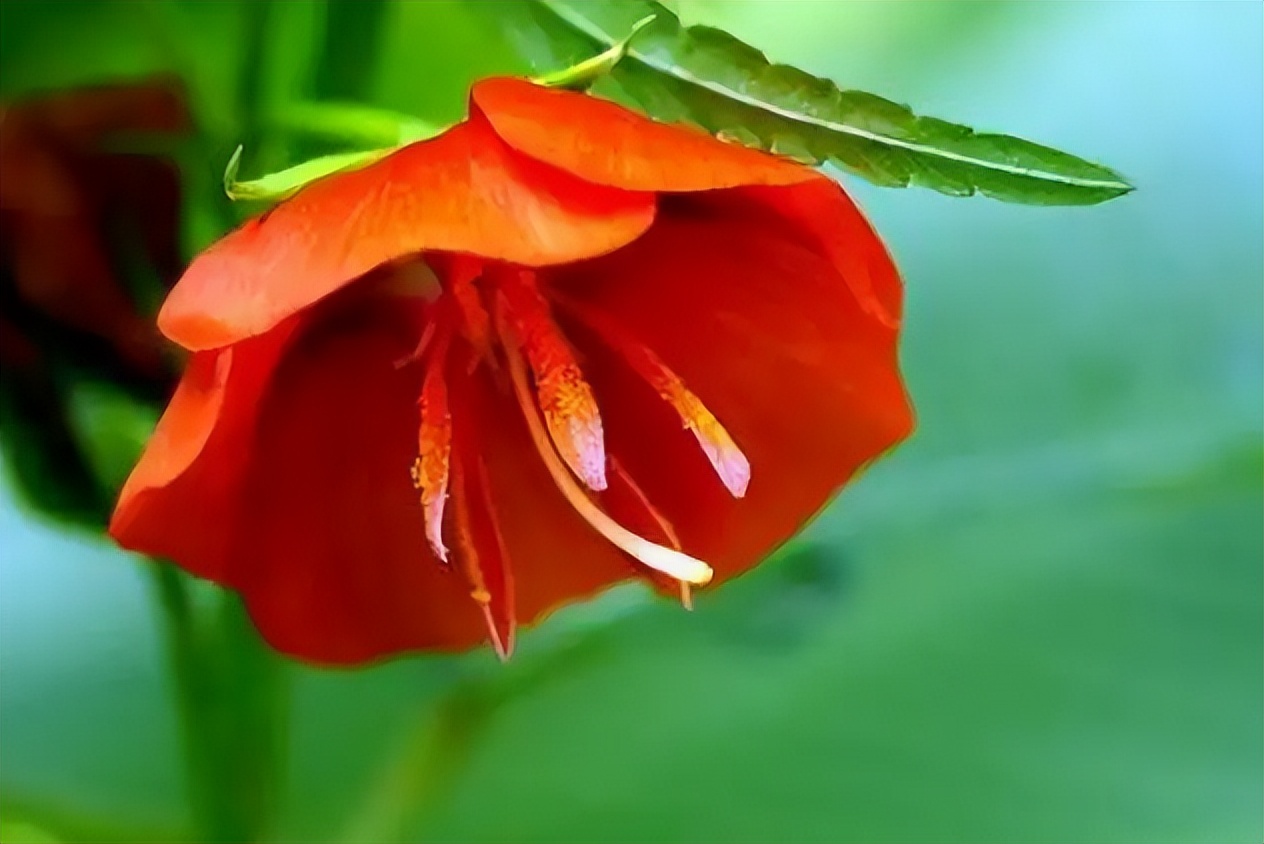 夜落金钱昼自开意思,夜落金钱昼自开