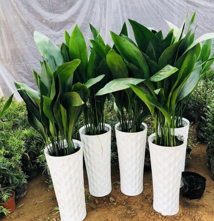 推荐9种适合在办公室养的小盆栽,适合办公室养的大盆栽