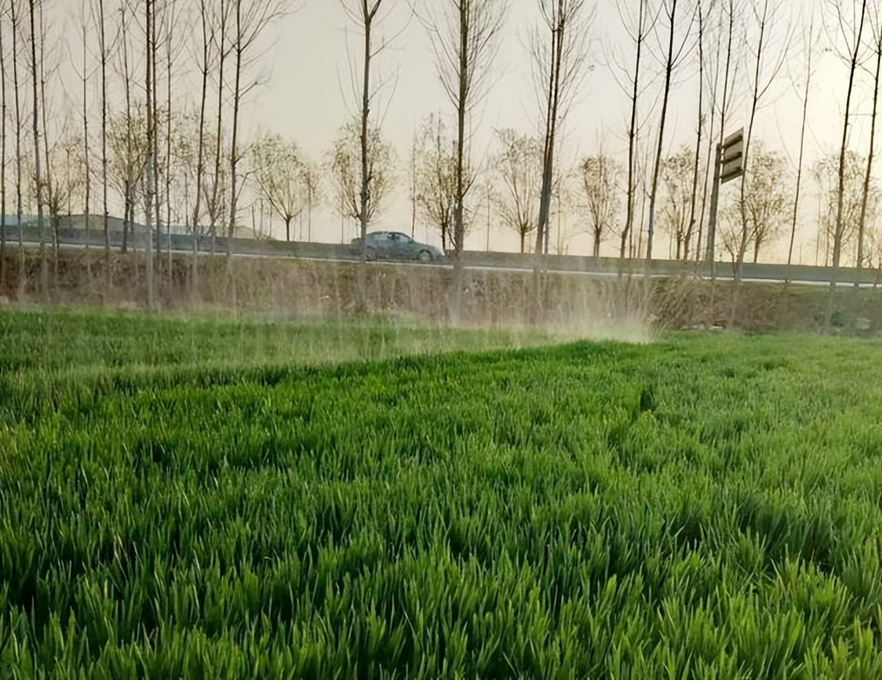 小麦追肥最佳时期什么时候,小麦追肥的正确方法