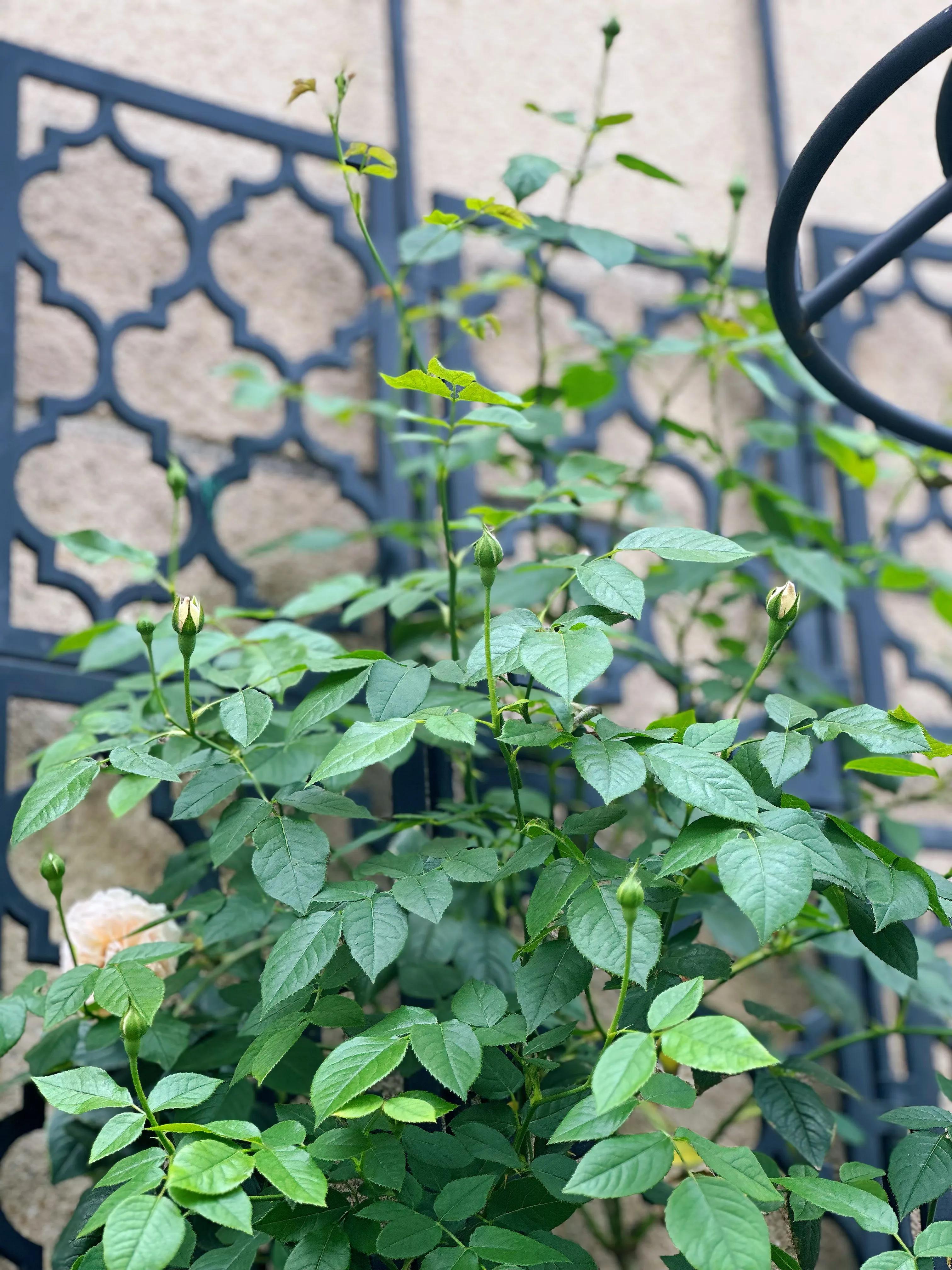 多季节开花的月季有哪些,夏天月季开花不标准