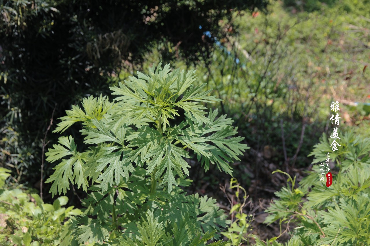 农村荒地里长出“女人草”，人称“妇女之友”，常有人与艾叶混淆