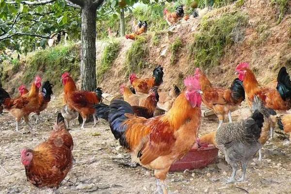 怎么识破养鸡回收骗局,养鸡给鸡苗包回收是不是骗局