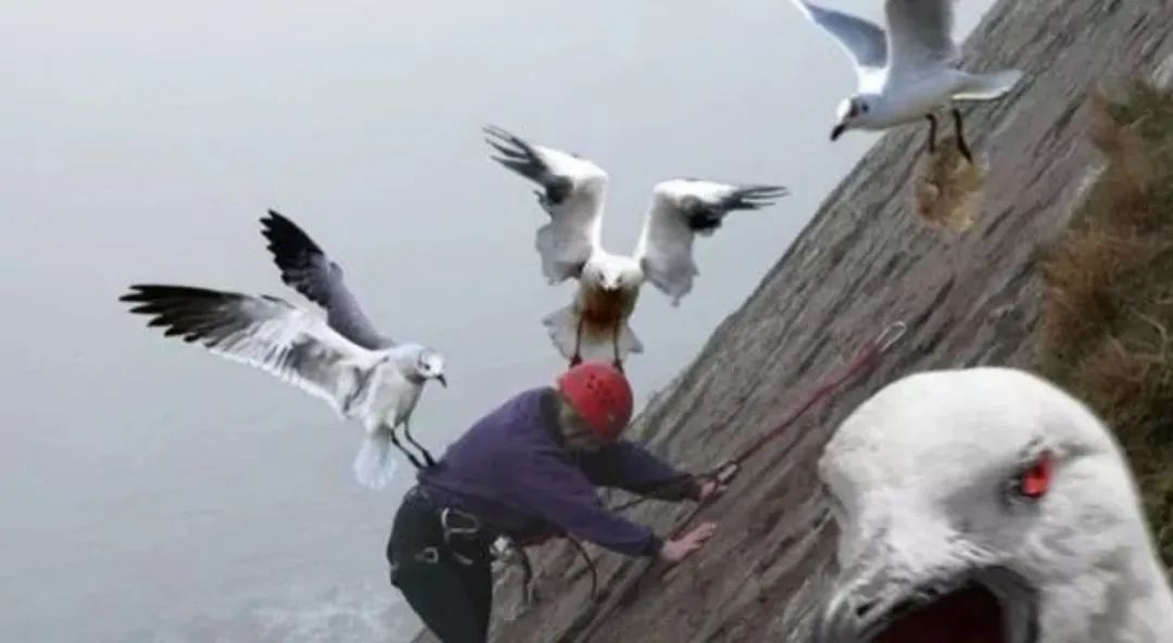 喂过一次大连海鸥，人类就要为自己的弱小羞愧