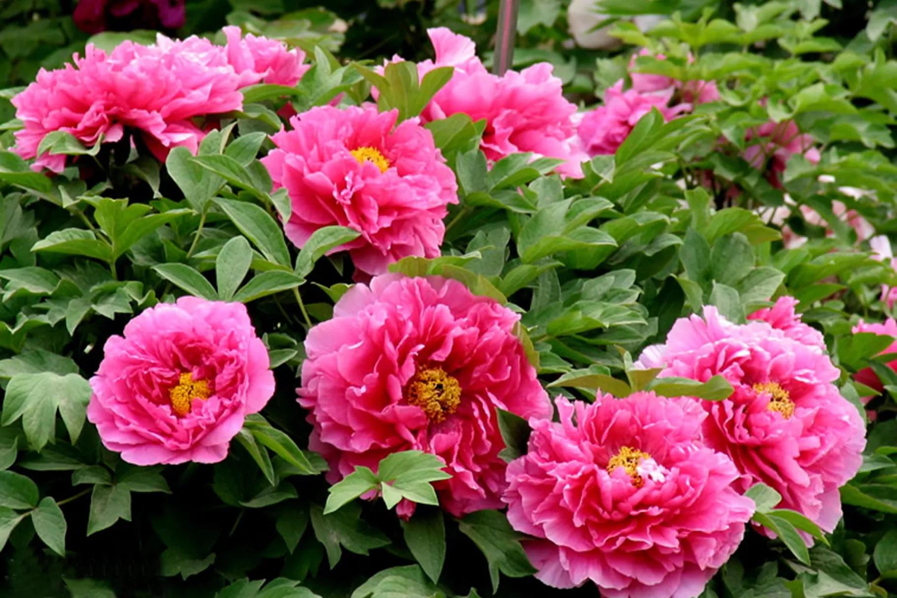 牡丹花的花语和象征意义,牡丹花的花语和寓意和象征是什么