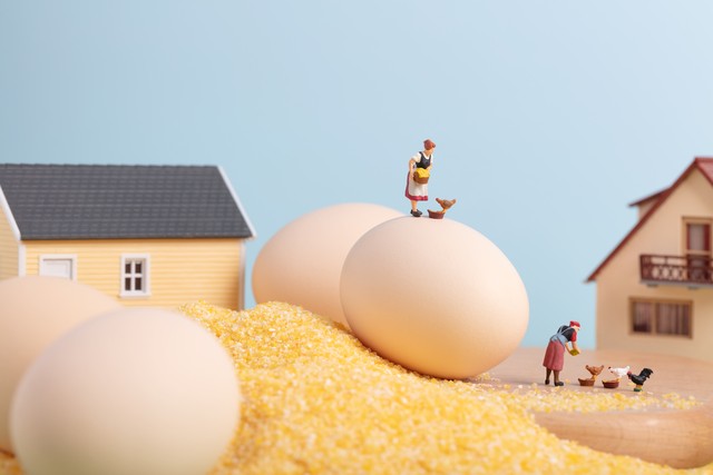 返乡创业散养土鸡,创业养4000只土鸡能挣钱吗