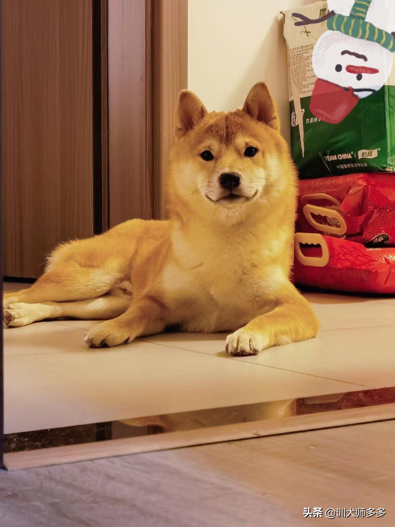 狗狗极度胆小敏感,如何训练敏感胆小的狗狗