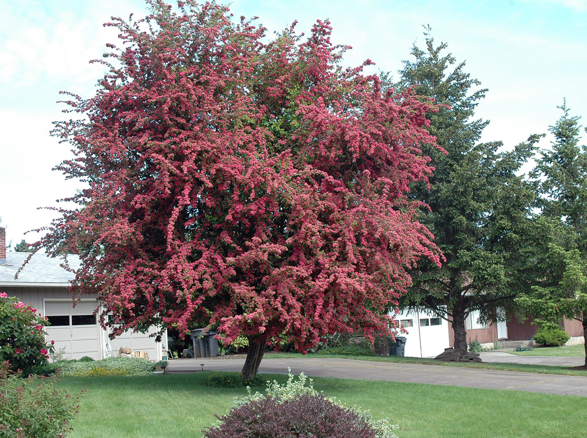 英国新品种：观花、赏果之王——英格兰山楂