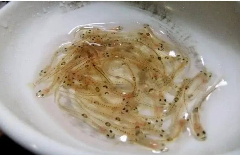 日本黑暗料理活鱼饮料,日本饮料活鱼仔