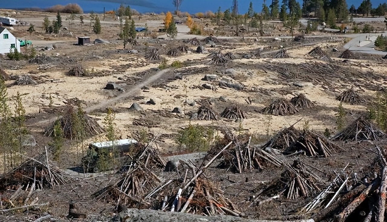 不列颠哥伦比亚省北方针叶林山松甲虫爆发后林分更新及发展轨迹