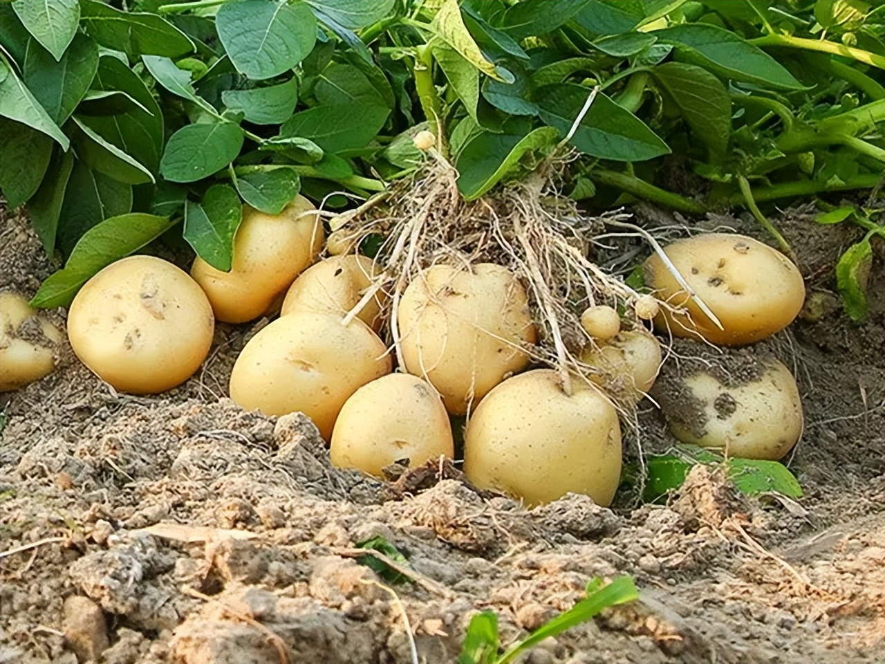 哪里产的土豆最好吃,全国哪的土豆最好