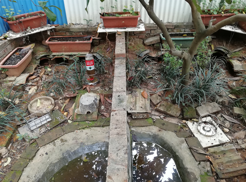 黄缘闭壳龟刚到家躲在土里不出来,黄缘闭壳龟母龟断尾还可以繁殖吗