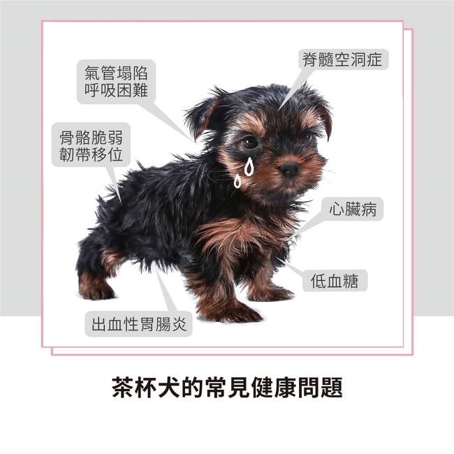 品种越纯越好？人类禁止*亲近**繁殖，为什么却要让狗“回交”？