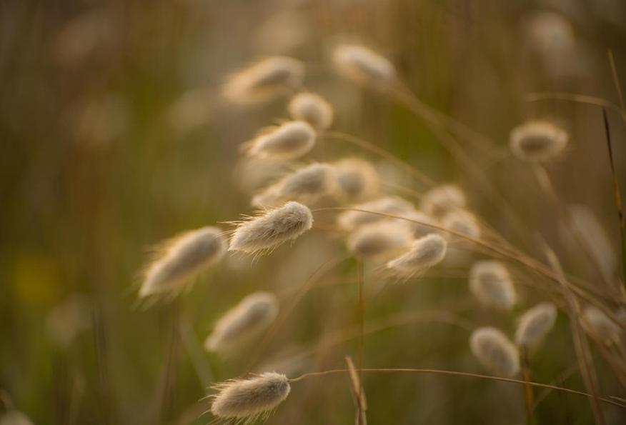 Nice兔meetyou,“属兔”的植物你知道多少?