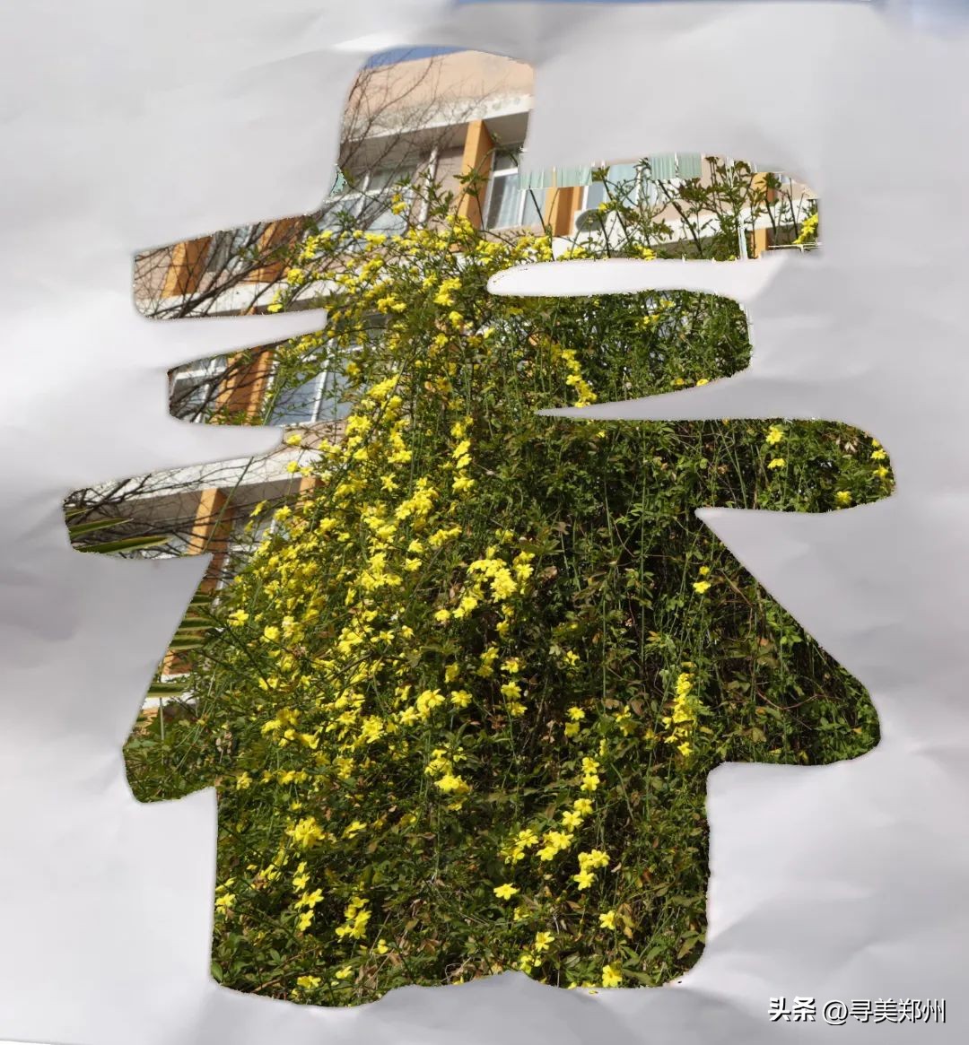 河南科技大学春景,河南科技职业大学校园春景