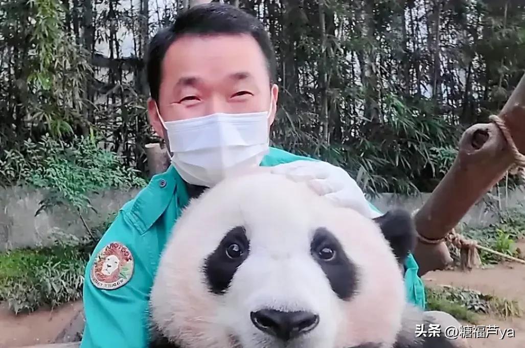 那些证明福宝是人的证据——毛皮大衣下是个小人精