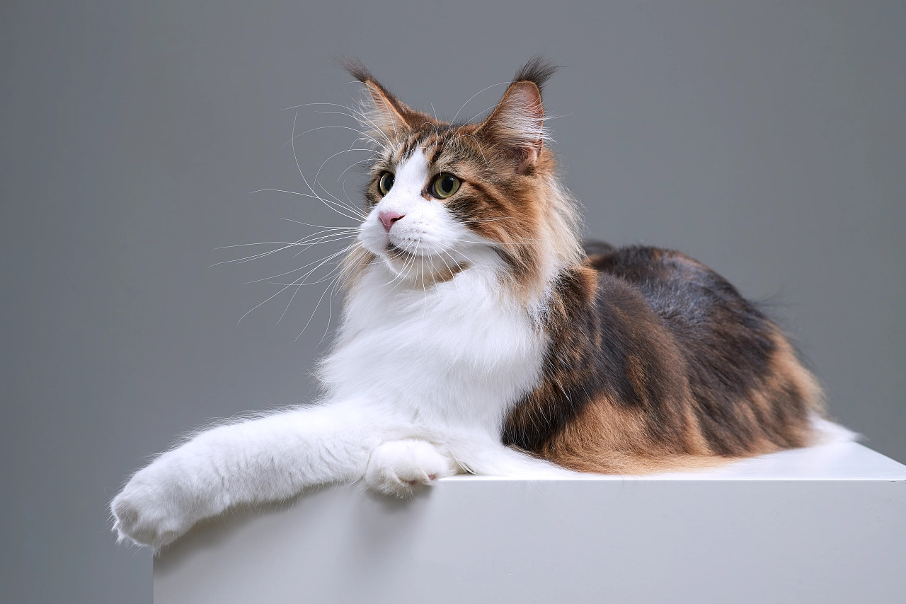 国外猫和国内猫品种,中国国猫是哪一个品种的猫