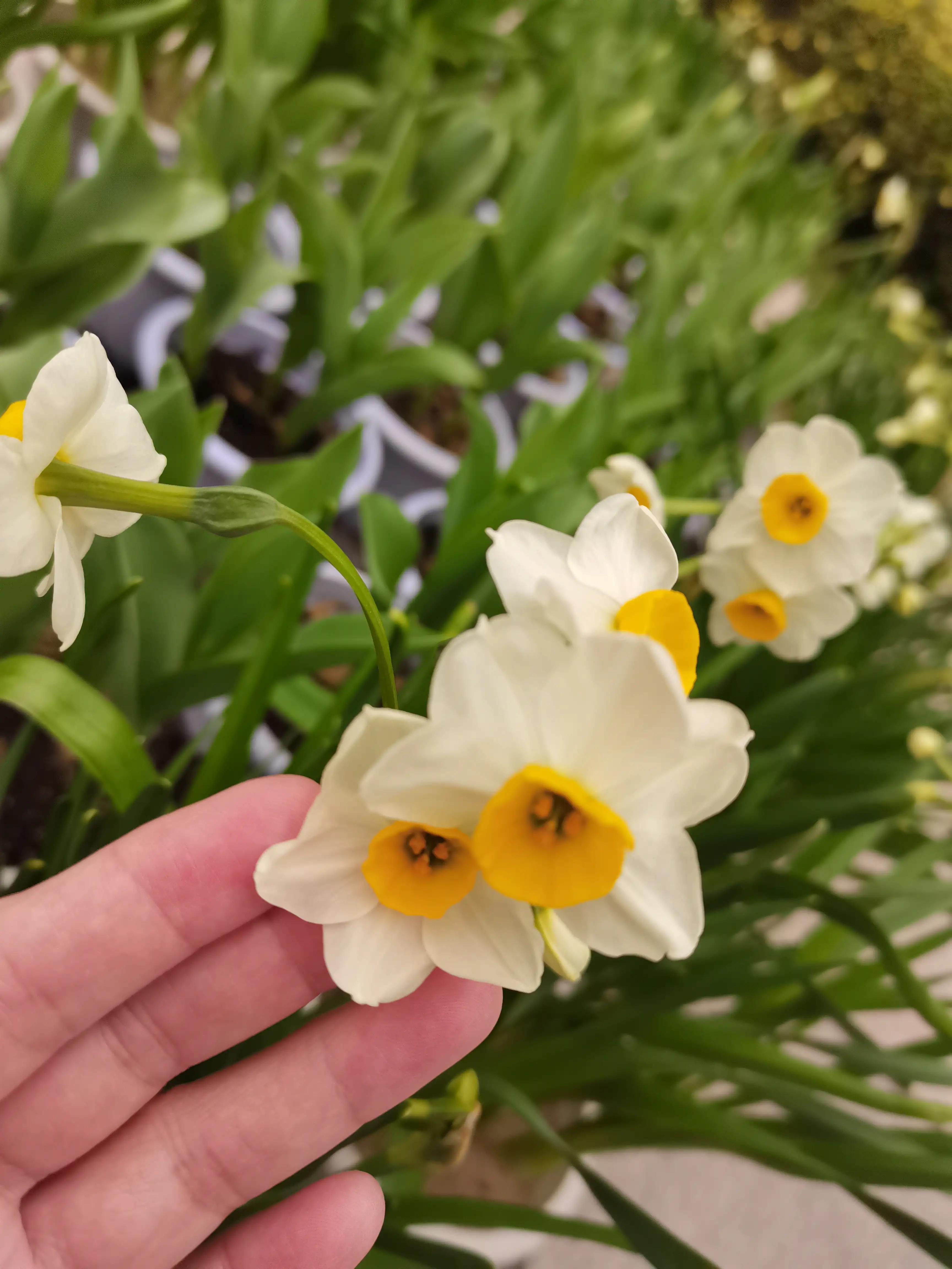 福州郁金香温泉公园,福州花海公园郁金香