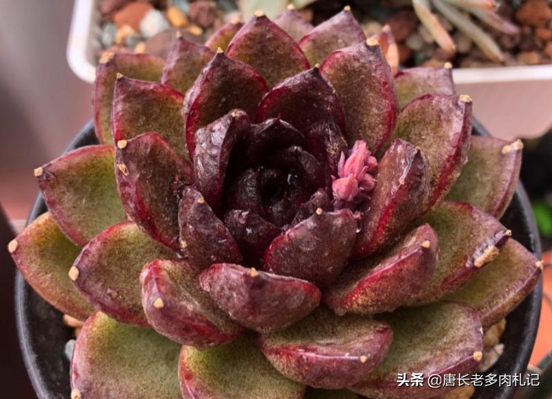 多肉水浇多了又赶上连雨天怎么办,多肉水浇多了的处理措施