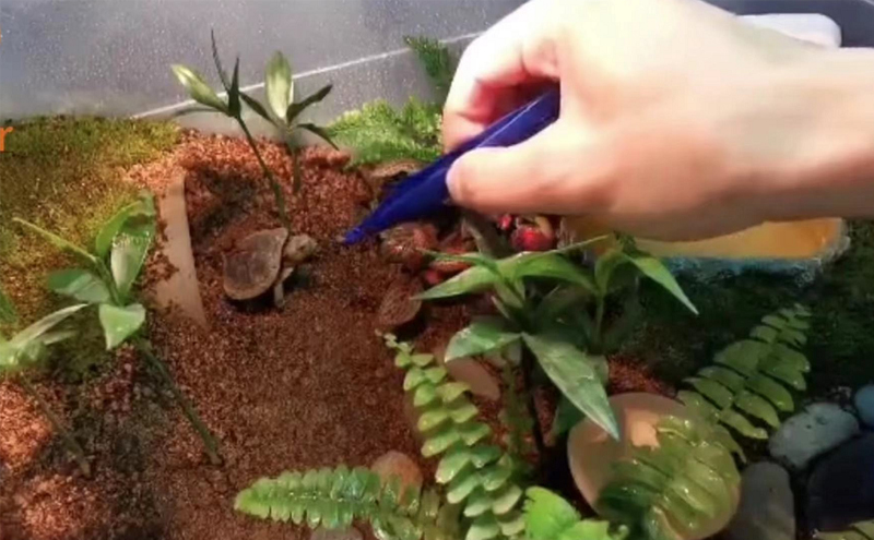 黄缘龟和黄喉拟水龟的区别,黄缘龟是陆龟还是水龟