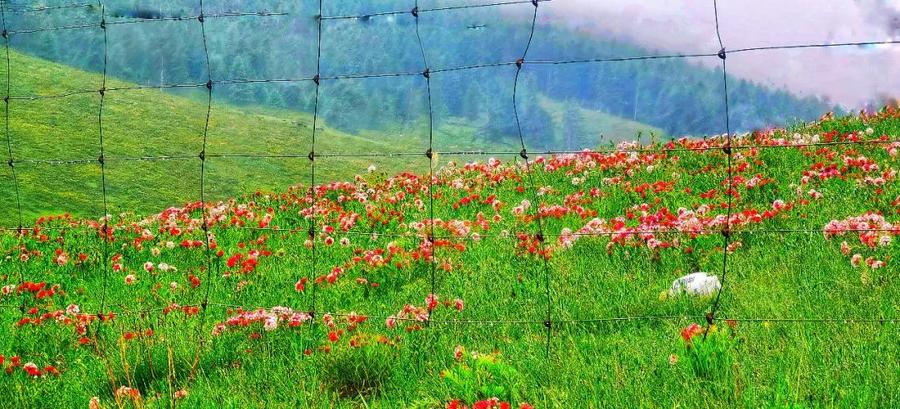 大美青海祁连美景图,美丽的青海祁连