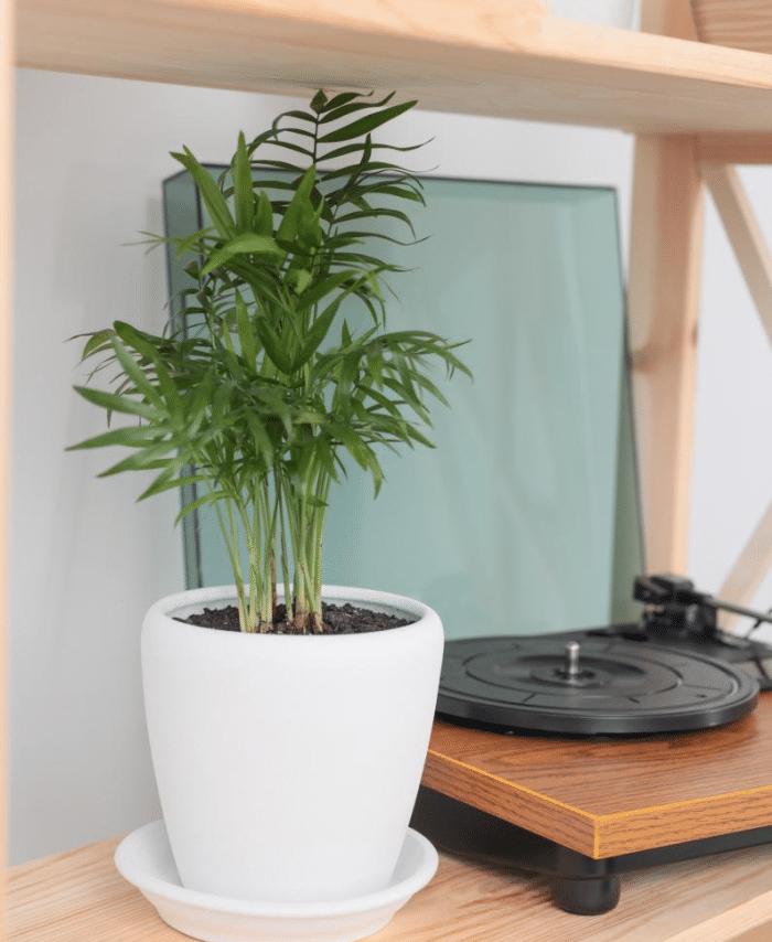 推荐9种适合在办公室养的小盆栽,适合办公室养的大盆栽