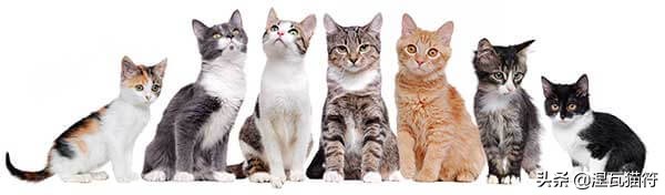 三花猫是中华田园猫还是宠物猫,田园三花猫幼崽购买